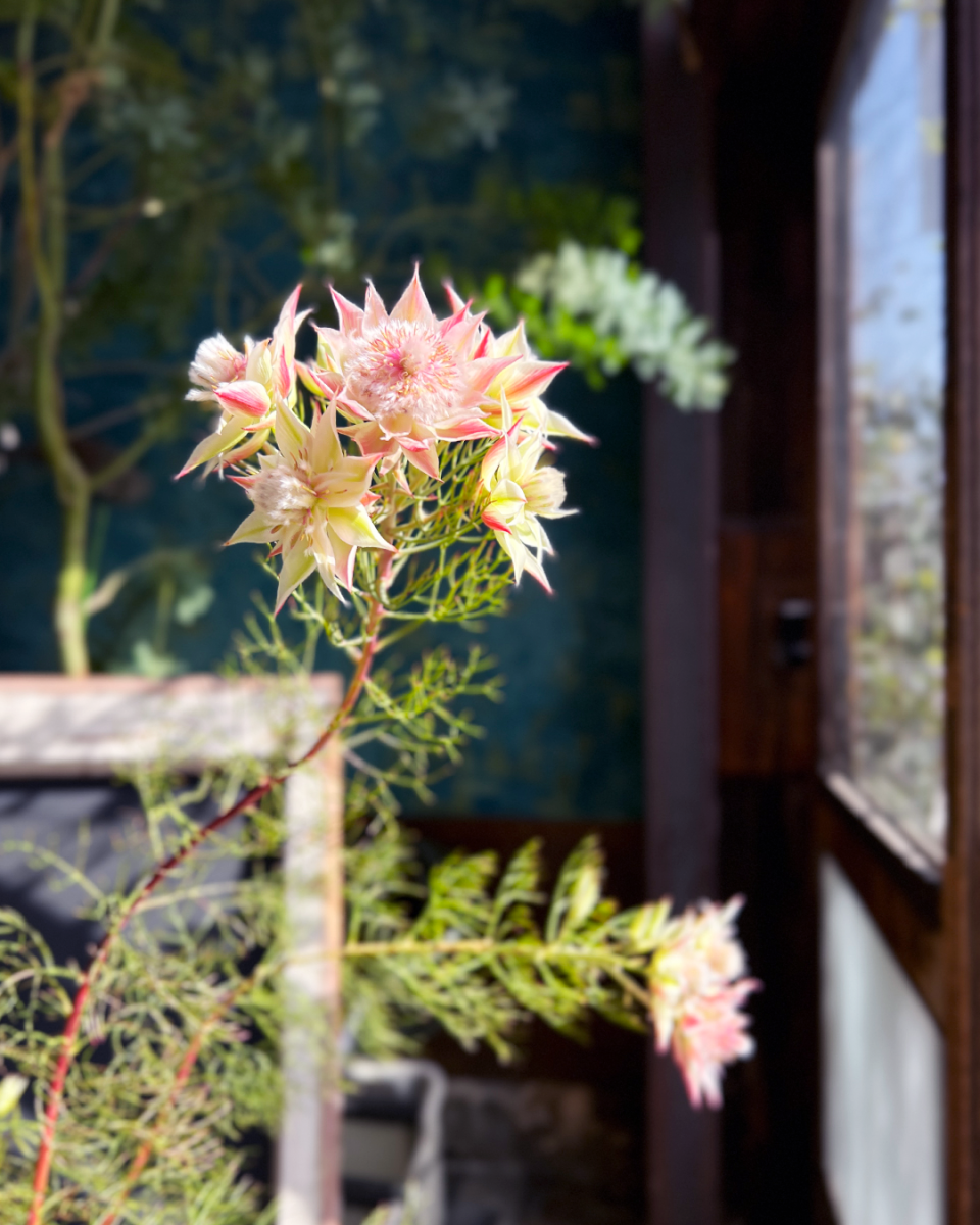 セルリア・プリティピンク 6号鉢（18cm） - 花屋L'eau et le Soleil